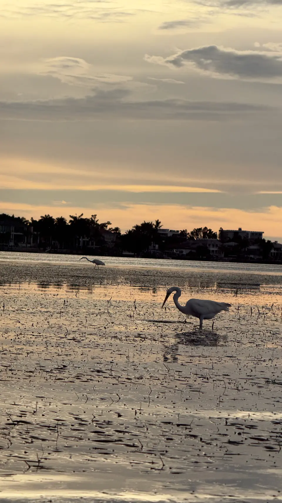 Egret wading the tidal flats at sunset with a tree line on the horizon