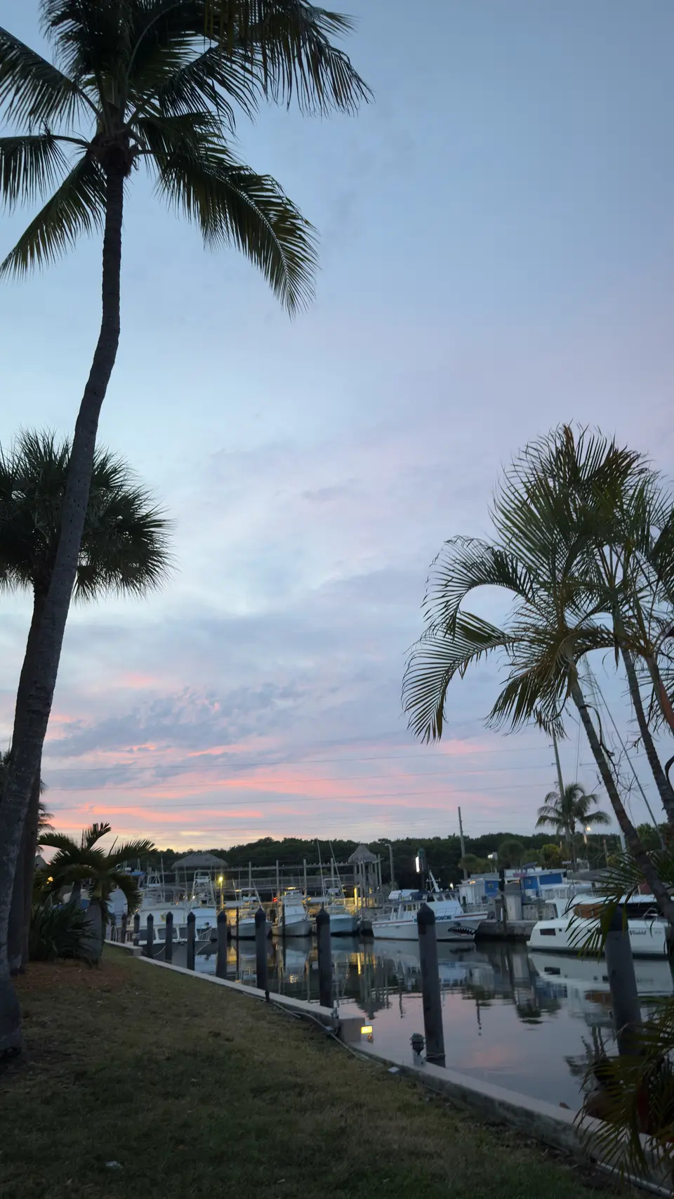 Palm trees framing a marina at dusk with pastel clouds