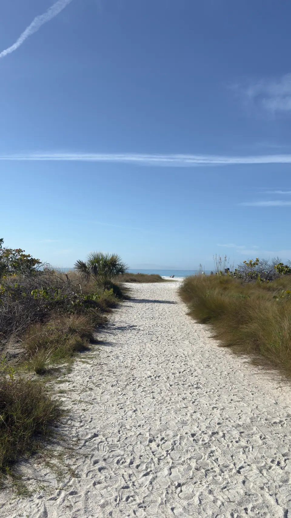 Shell sand path through dune grass leading to the Siesta Key beach